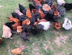 Продаю домашние куры. 🐔