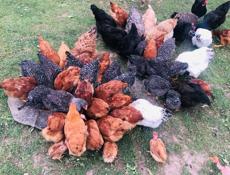 Продаю домашние куры. 🐔