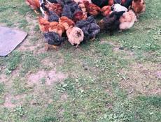 Продаю домашние куры. 🐔