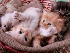 Отдам чудных котят в добрые руки  Котята тихие спокойные обработаны от блох и паразитов  ( Кошку буду стерилизовать)  Торопитесь  Звонить или писать на Вотсапп 7752026
