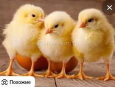 2 суточные