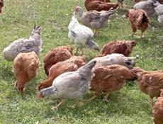 Продаются куры 
