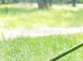Косильщик