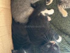 Котята в хорошие руки 