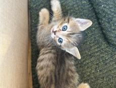 Котята в хорошие руки 