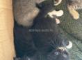 Приму в дар котят кошек самовывоз нет если сами привезёте то возьму 