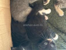 Приму в дар котят кошек самовывоз нет если сами привезёте то возьму 