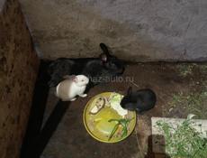 Кролики 🐇 