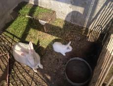 Кролики 🐇 