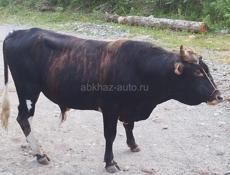Продается бык
