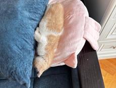 отдам котенка в добрые руки