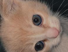 отдам котенка в добрые руки