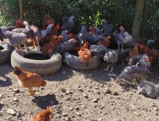 Продаю курей 
