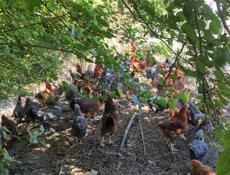 Продаю курей 