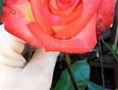 Срочно́ нужны работники офицантки и посудница 