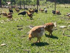 Несушки 🐔