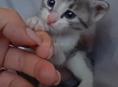 Котик