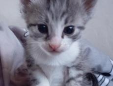 Котик