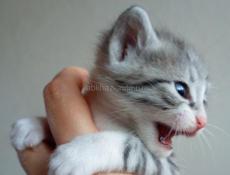 Котик