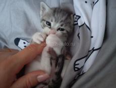 Котик