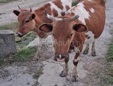 Продаю 