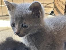 Котята в добрые руки! 🐱