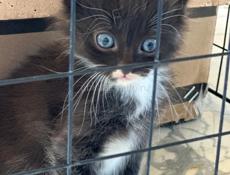 Котята в добрые руки! 🐱