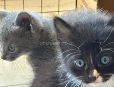Котята в добрые руки! 🐱