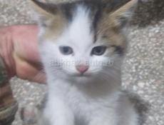Отдам котят 