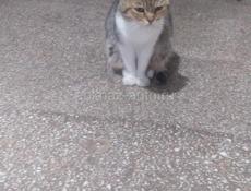 Отдам котят 
