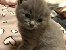 Отдам котёнка в добрые руки 
