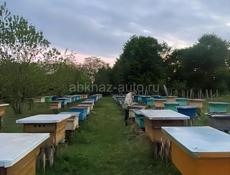 Отводки пчел с рабочей маткой!