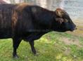 Продам быка, около 150 кг 