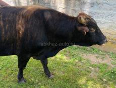 Продам быка, около 150 кг 
