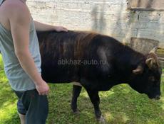 Продам быка, около 150 кг 