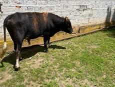 Продам быка, около 150 кг 