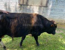 Продам быка, около 150 кг 