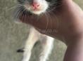 Отдаем котят 