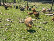 Несушки 🐔