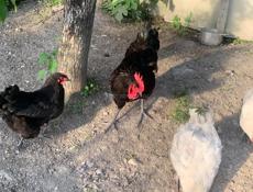 Продаются петухи 