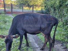 Продаётся корова 