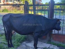 Продаётся корова 