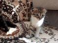 Отам котёнка от британского кота