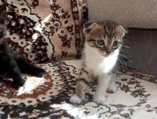 Отам котёнка от британского кота