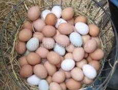 Продается мандариновый сок  Банка 300 р  Также домашние яйца  Десяток 200 р 