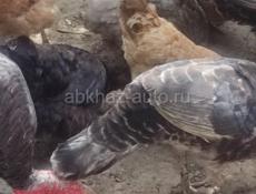 Продам цыплят. Недельные. 130р.курей 5шт.хорошей породы. Утки 7штук девочки. 