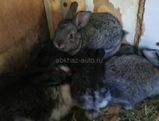 В продаже рыжие великаны.