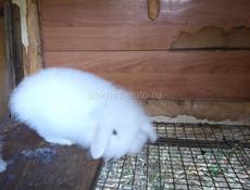 Карликовые кролики. Вислоухие. И короткоухие.