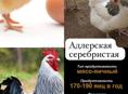 Продаются цыплята 