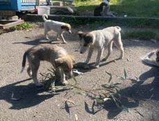 Щенки в добрые руки